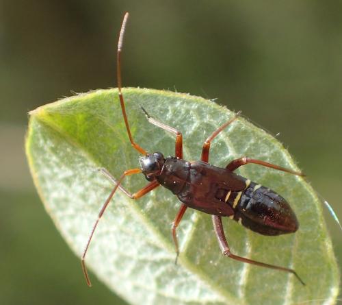 Réf. 351 737 : Miris striatus